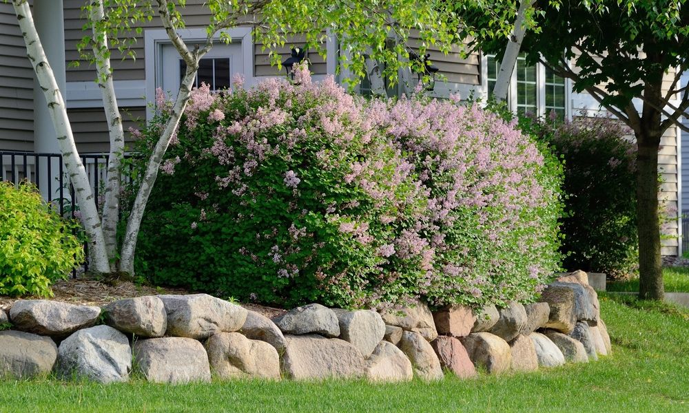 Sloped Backyard