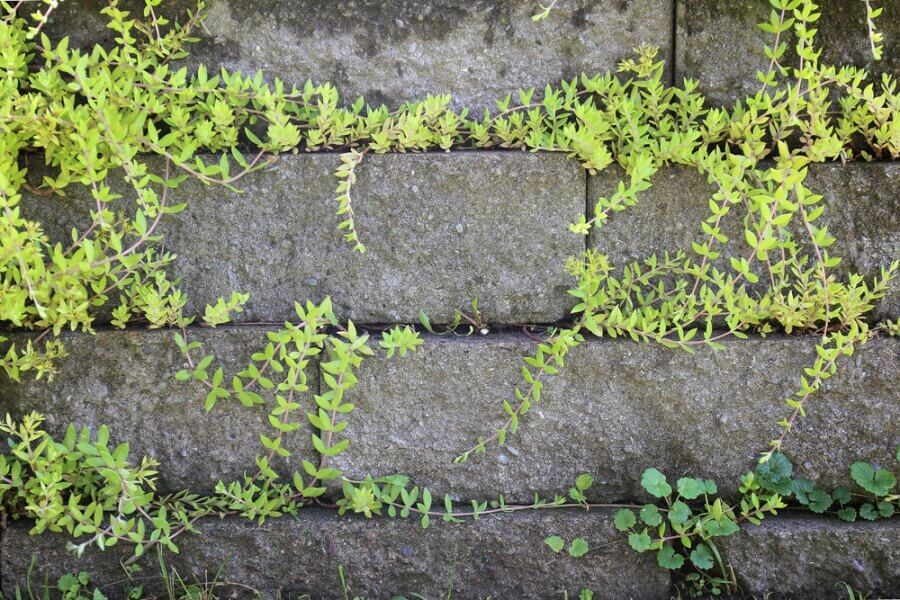 Plants retaining wall